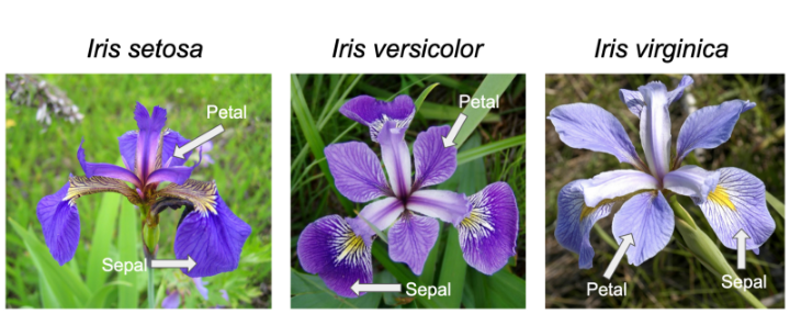 The various iris species